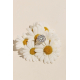 ANILLO CASIOPEA 44